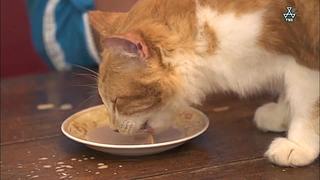 猫步走世界，萌宠24小时轮播