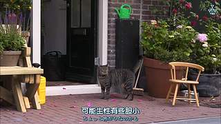 猫步走世界，萌宠24小时轮播
