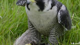 帝国时代4战役剧情