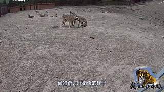 【狼王出没】欢迎围观我的新疆养狼日常！
