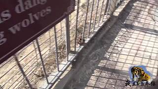 【狼王出没】欢迎围观我的新疆养狼日常！