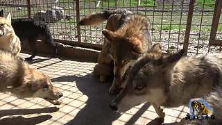 【狼王出没】欢迎围观我的新疆养狼日常！