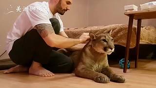 一只和人类共同生活了8年的美洲狮