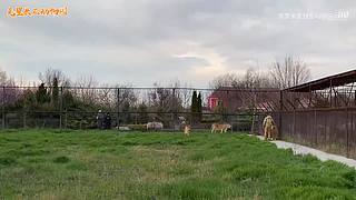 直接把狮子推下水！俄罗斯饲养员太勇敢了