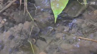 东南亚丛林生活实录