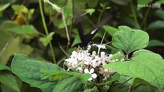 东南亚丛林生活实录