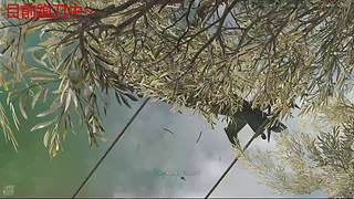 沼泽蛙OvO的直播间