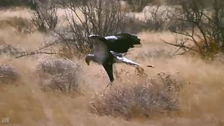 [大自然纪录片]24小时轮播