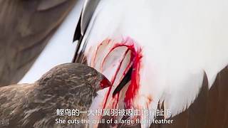 [大自然纪录片]24小时轮播