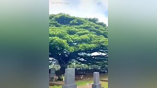 阿尔法小分队的最新视频