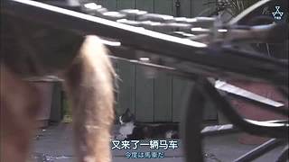 猫步走世界，萌宠24小时轮播