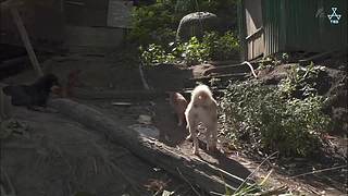 猫步走世界，萌宠24小时轮播