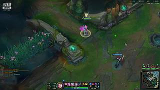 早期猫咪驯服野生猫爬架记录