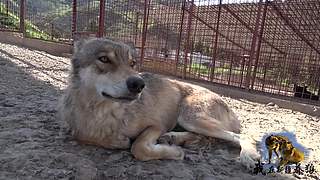 【狼王出没】欢迎围观我的新疆养狼日常！