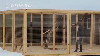 一只和人类共同生活了8年的美洲狮