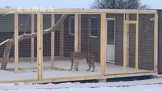 一只和人类共同生活了8年的美洲狮