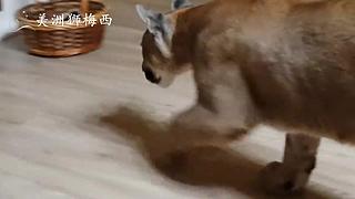 一只和人类共同生活了8年的美洲狮