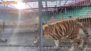 直接把狮子推下水！俄罗斯饲养员太勇敢了