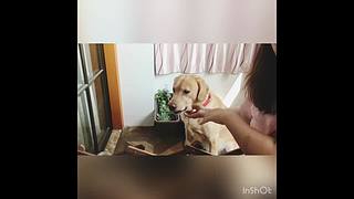 萌宠  零食制作