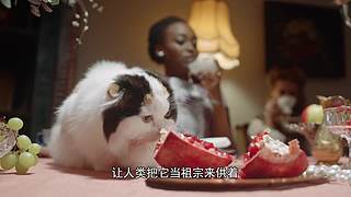 把大脑切成两半会怎样？有趣的裂脑实验