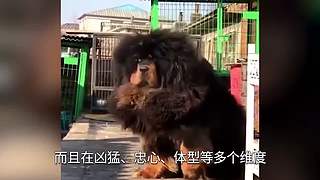 把大脑切成两半会怎样？有趣的裂脑实验