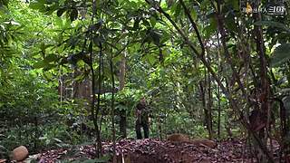 东南亚丛林生活实录