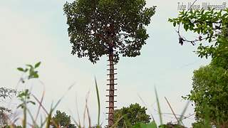 疯狂原始人带你荒野求生