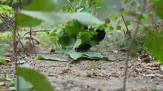 疯狂原始人带你荒野求生