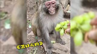 唉呀妈呀！笑抽抽了！