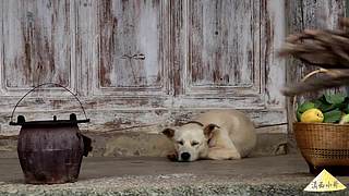 滇西小哥的美食视频