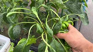 大齐赶海，又是出大货的一天