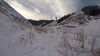 【狼王出没】欢迎围观我的新疆养狼日常！