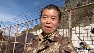 【狼王出没】欢迎围观我的新疆养狼日常！