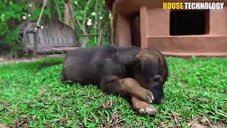 荒野动物建筑师的直播间