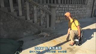 猫步走世界，萌宠24小时轮播