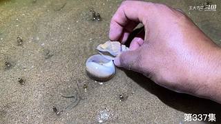 大齐赶海，又是出大货的一天