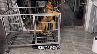 一人一狗机车摩旅西藏行