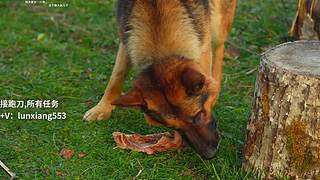 跑刀，所有任务。欢迎关注