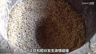 越南小哥的丛林生活