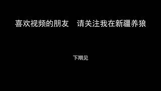 【狼王出没】欢迎围观我的新疆养狼日常！