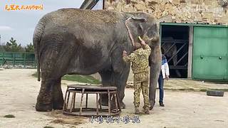 直接把狮子推下水！俄罗斯饲养员太勇敢了