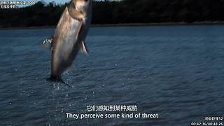 贝爷纪录片 点播，点播单，在鱼吧置顶！