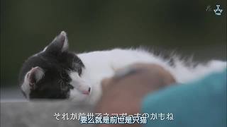 猫步走世界，萌宠24小时轮播