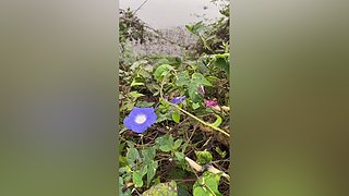 亮gnailux的直播间