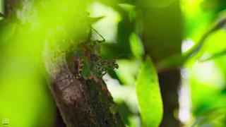 [大自然纪录片]24小时轮播