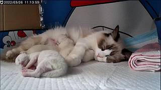 布偶宝宝出生第三天！快来萌化你！