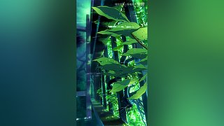 LOLM春风扶杨柳，敢问是段友