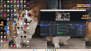 【小白鸽】来啦来啦~