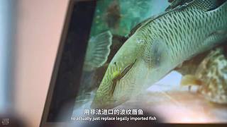 [大自然纪录片]24小时轮播