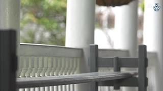 猫步走世界，萌宠24小时轮播